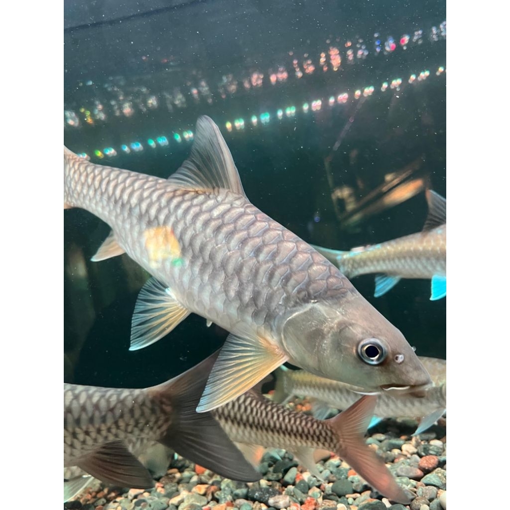 Tor Putitora Nepal Yellow Fin Vitamin Ikan