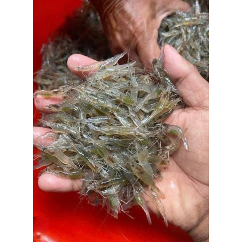 Udang umpan / udang pakan predator / HIDUP