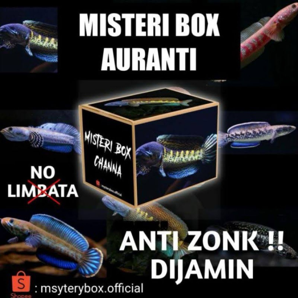 Mistery box channa TANPA ZONK isi 10 ekor ikan, di jamin memuaskan, gratis ongkir