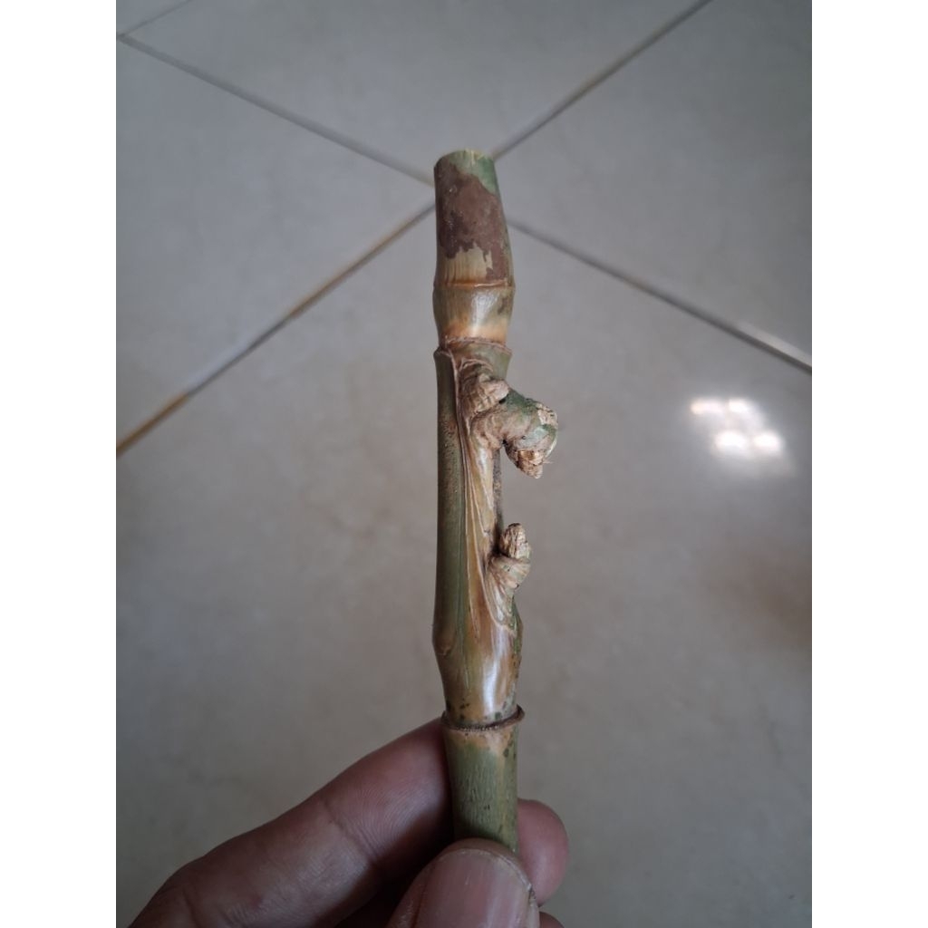 BAMBU UNIK PETUK JALU (11 CM) ISTIMEWA