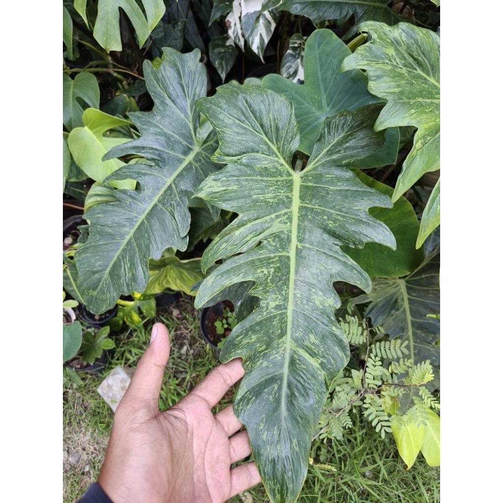 Philodendron Lime Fiddle/Philodendron Dragon Var