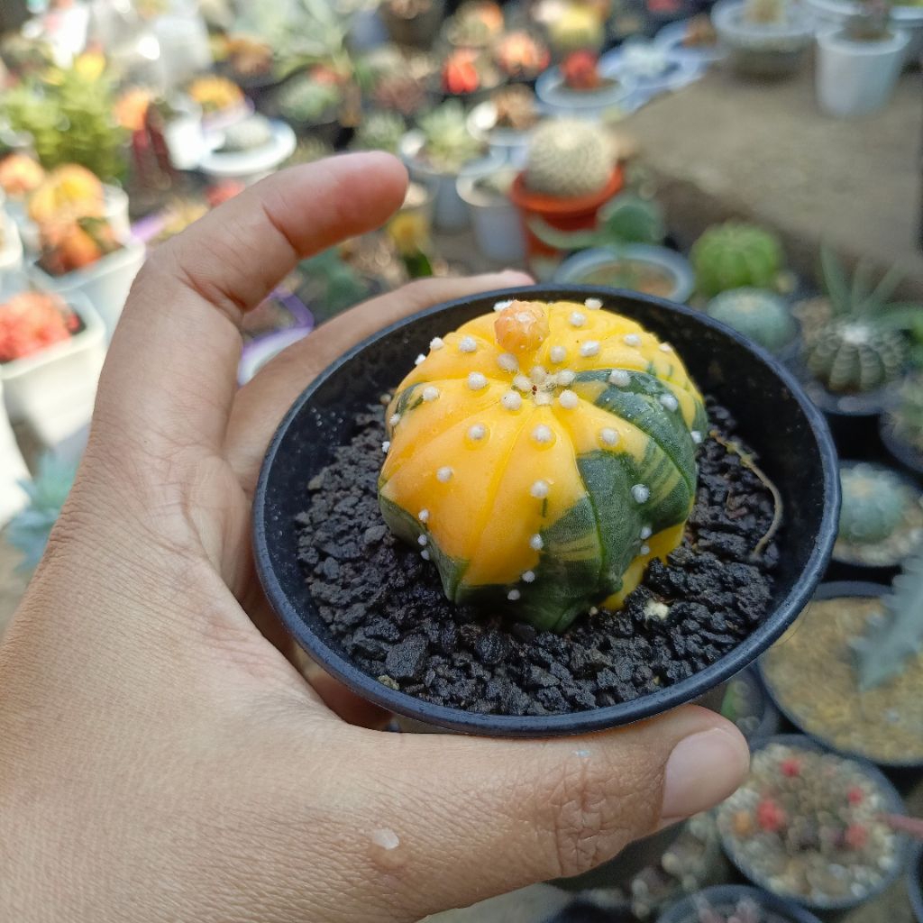 Kaktus Astrophytum asterias variegata