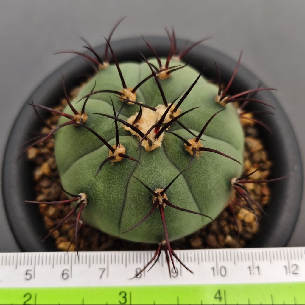 Tanaman Kaktus Gymnocalycium cabreraense VOS 16-2122