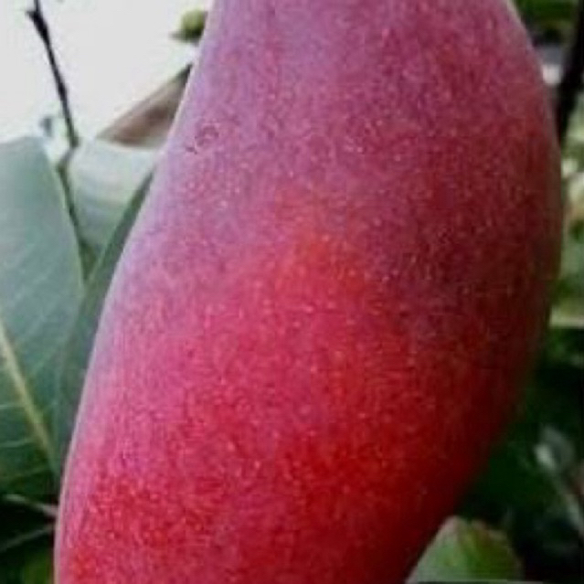 Bibit Mangga ji zhi okulasi