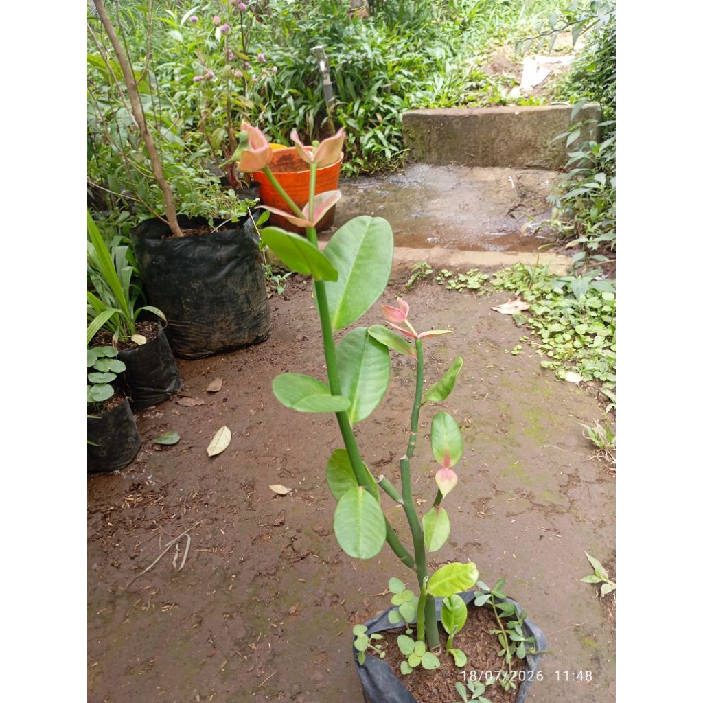 tanaman hias cucak rowo