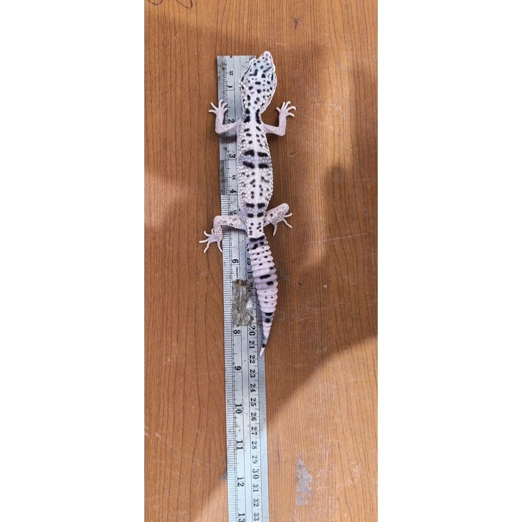 eublepharis angraimanyu gecko super giant 30cm