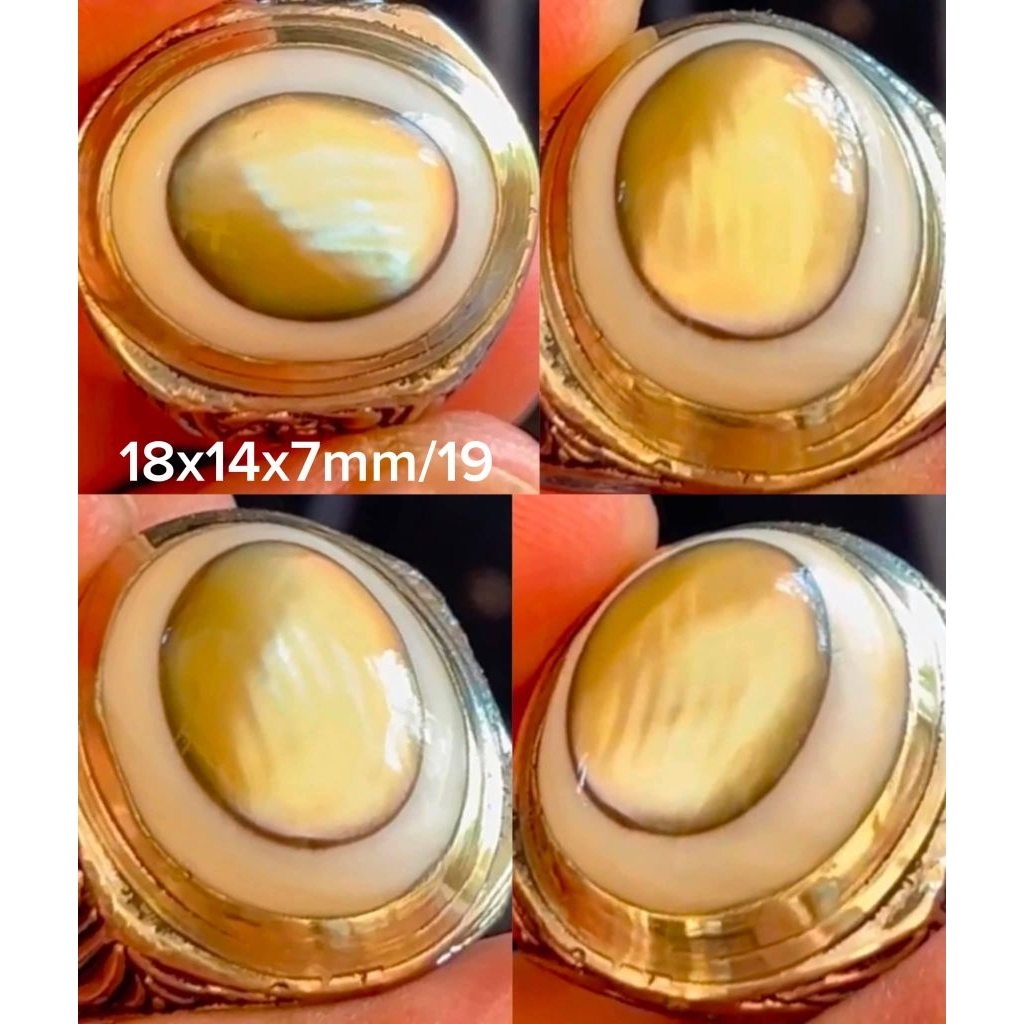 narutal akik Abalone shell