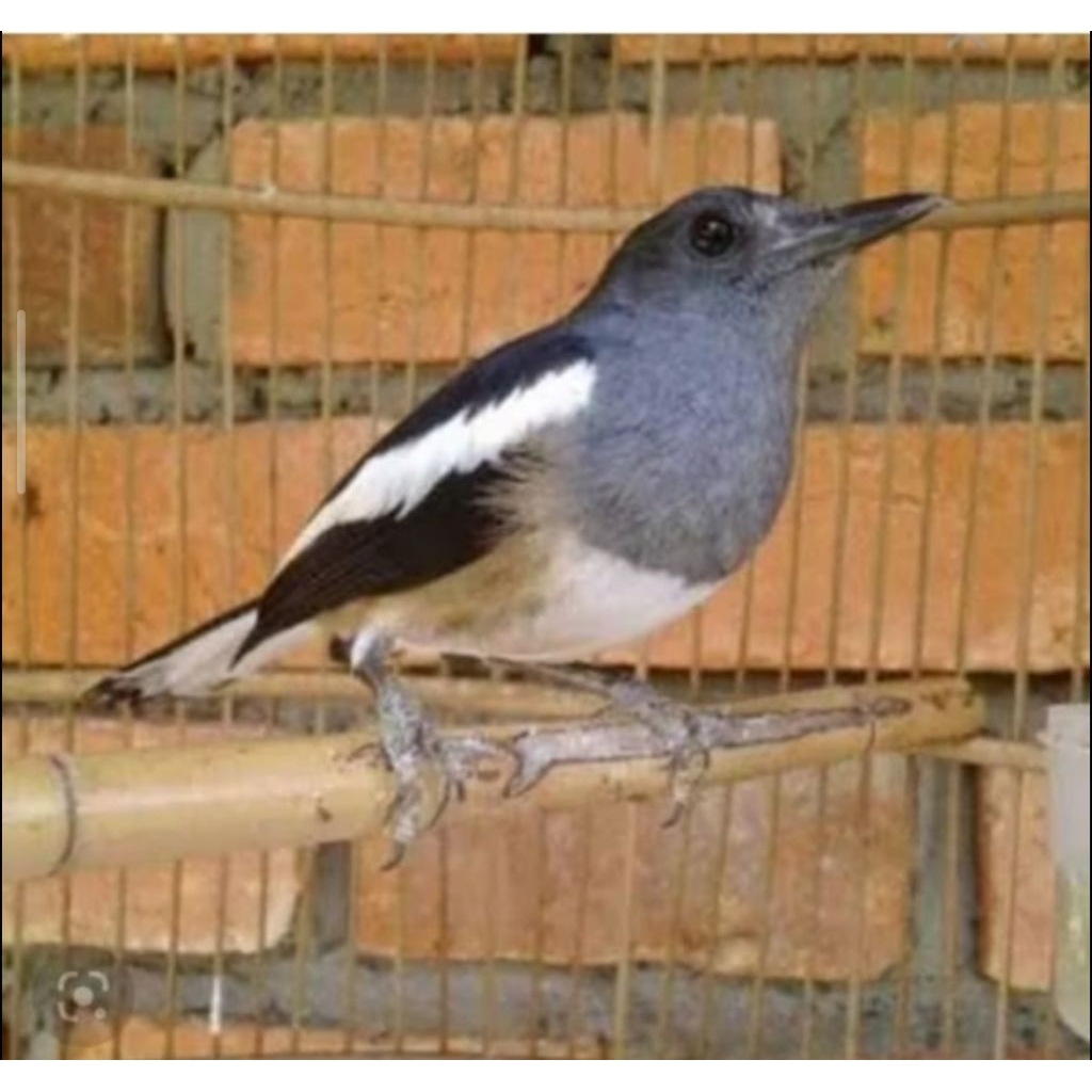 BURUNG KACER BETINA DEWASA RAWATAN