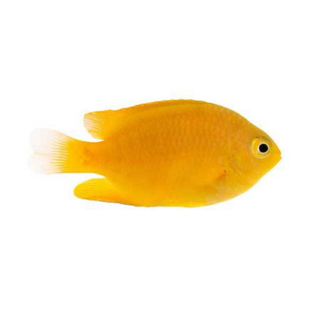 ikan betok kuning air laut yellow damselfish
