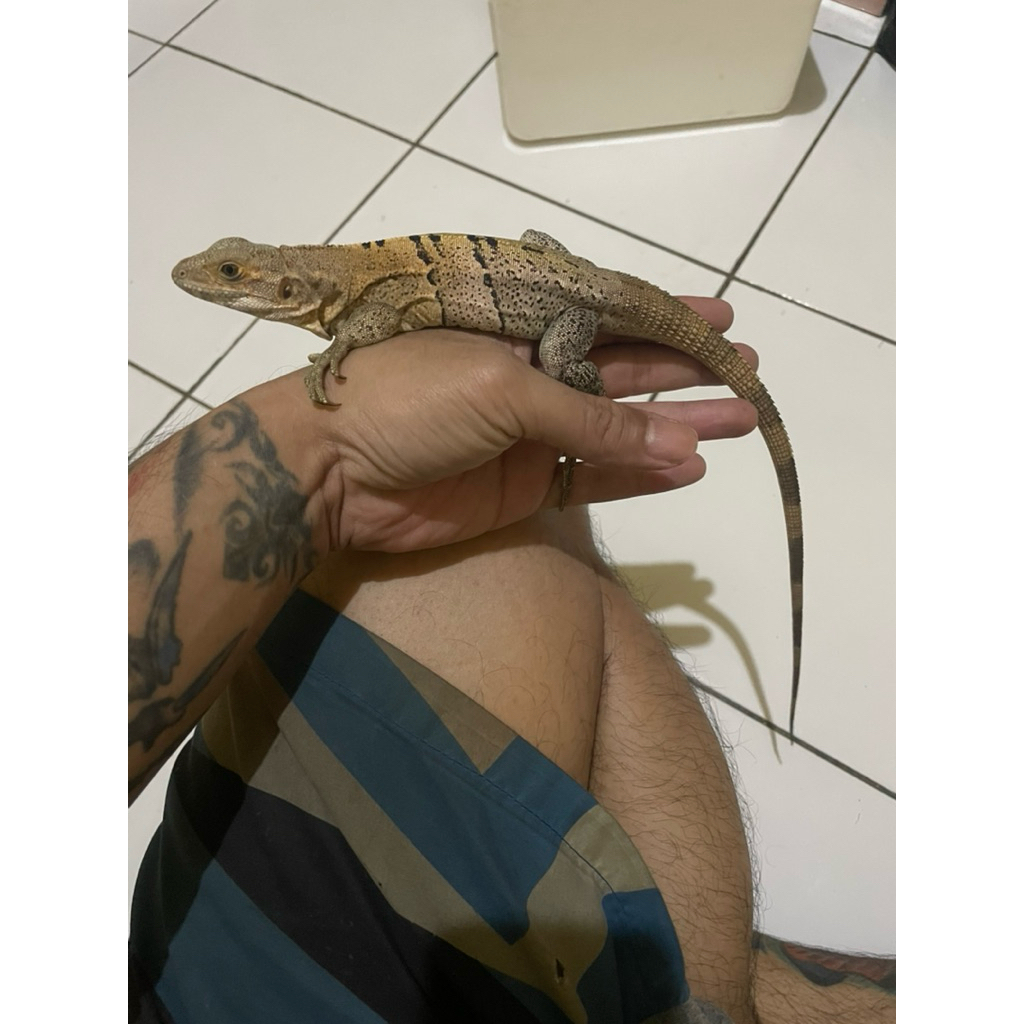 Ctenasaura Similis Iguana