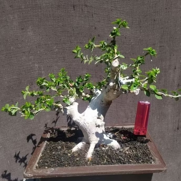 bonsai sancang program akar muter cakep sesuai foto + potnya