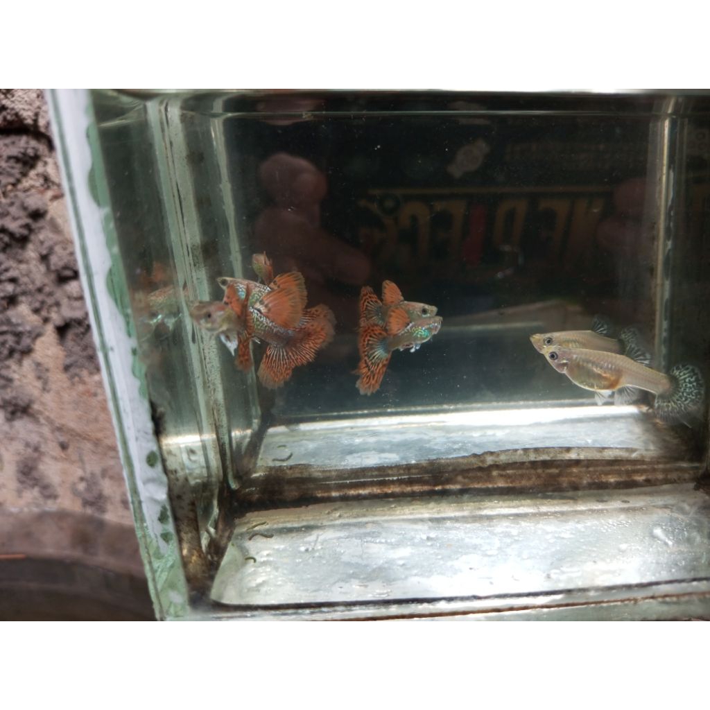 guppy Red dragon