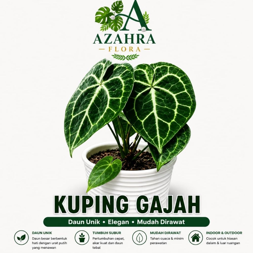 Tanaman Hias Kuping Gajah Mini Anthurium Clarinervium Premium Siap Tanam