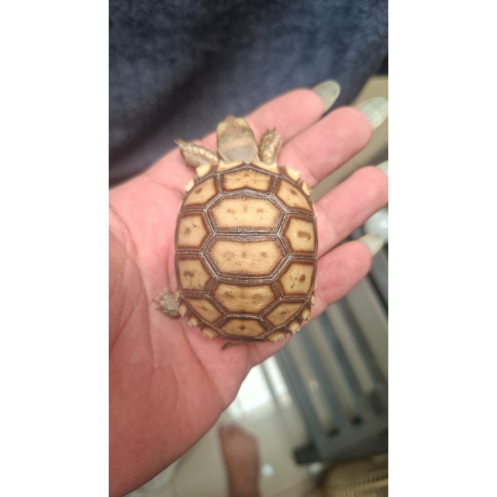 Sulcata Baby Kura-Kura Asli Grade A Sehat 5-6 Cm