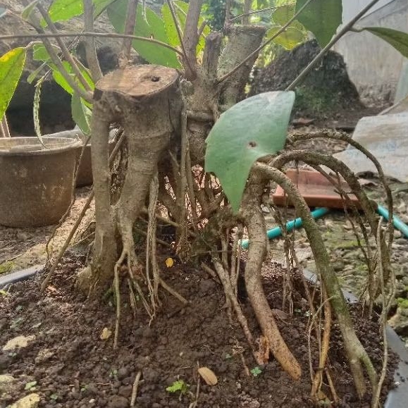Bahan bonsai Amplas putih jumbo