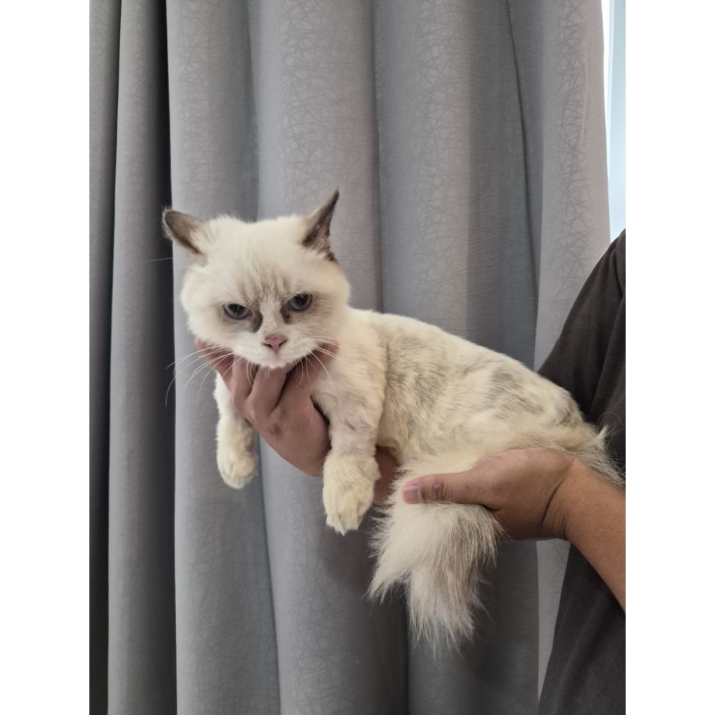 kucing Ragdoll Munchkin