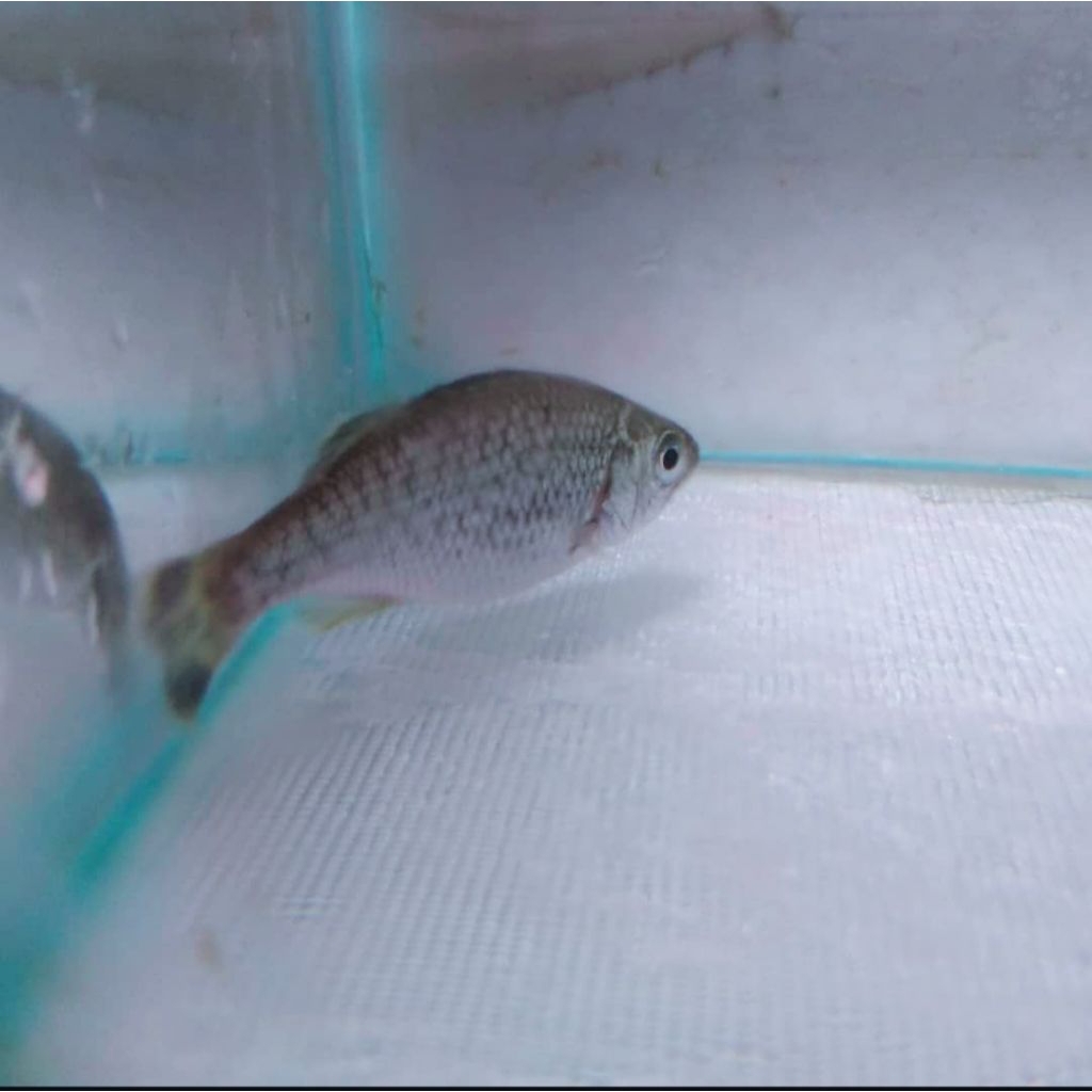 Mainan Jungle Perch ( Kuhlia Ruspetris )
