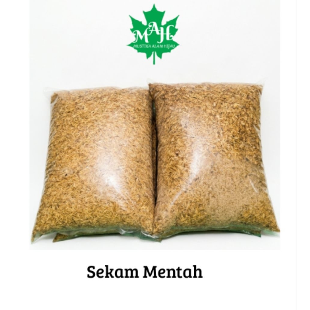 Sekam mentah / sekam padi