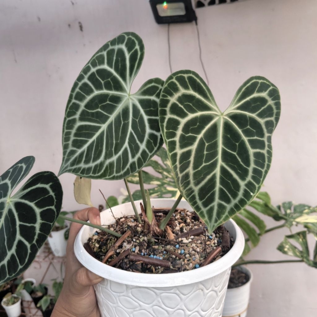 anthurium clarinervium