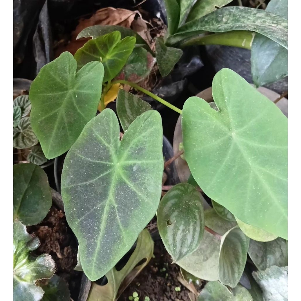 caladium Black Magic/keladi Black Magic