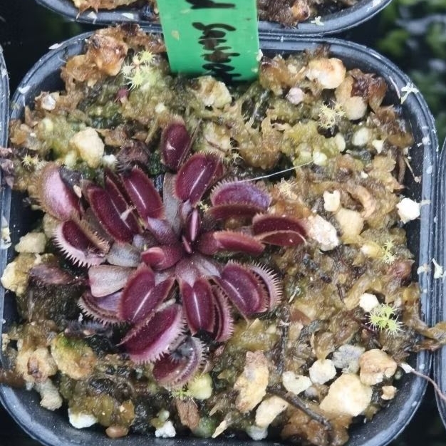 VFT red sawtooth