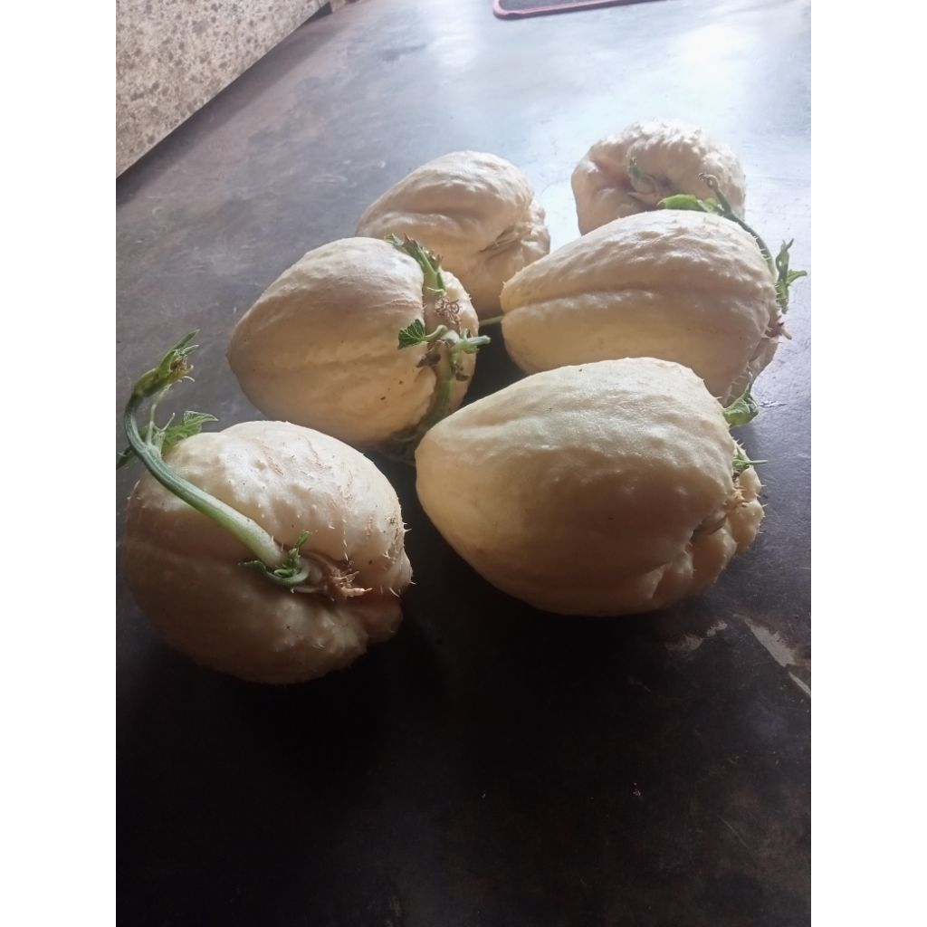 BIBIT LABU SIAM JIPANG PUTIH Sudah bertunas siap tanam