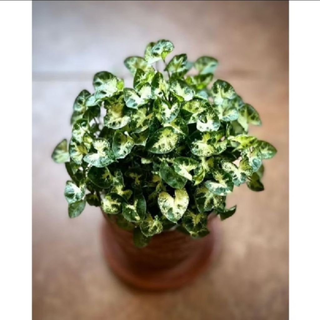 tanaman hias sygonium pixe/sygonium mini