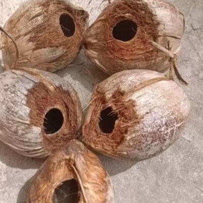 Kelapa yang bolong akibat dimakan oleh bajing atau tupai