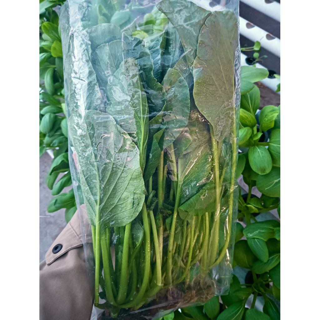 Sawi Caisim 250-1000gr