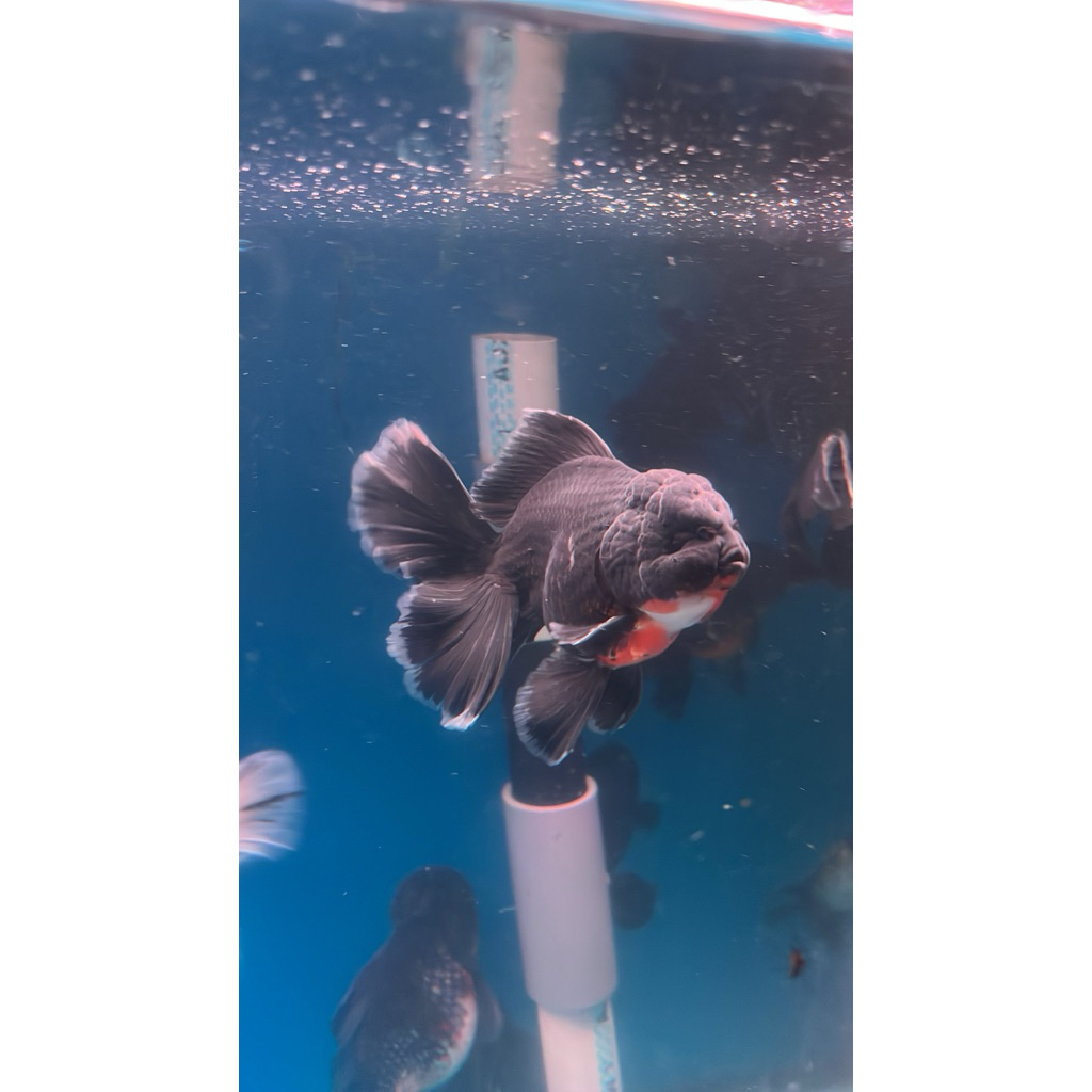 Ikan mas koki