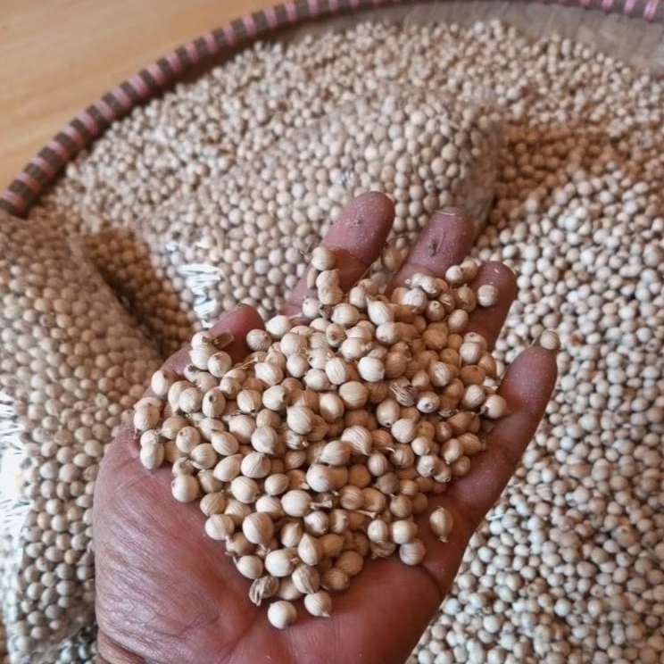 Gabah Super Jali-Jali (Hajeuli) Ketan Kering 1 Litter