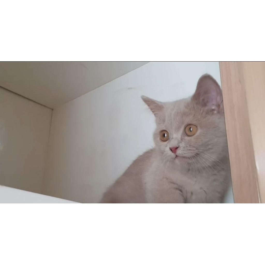 BSH munchkin betina lilac