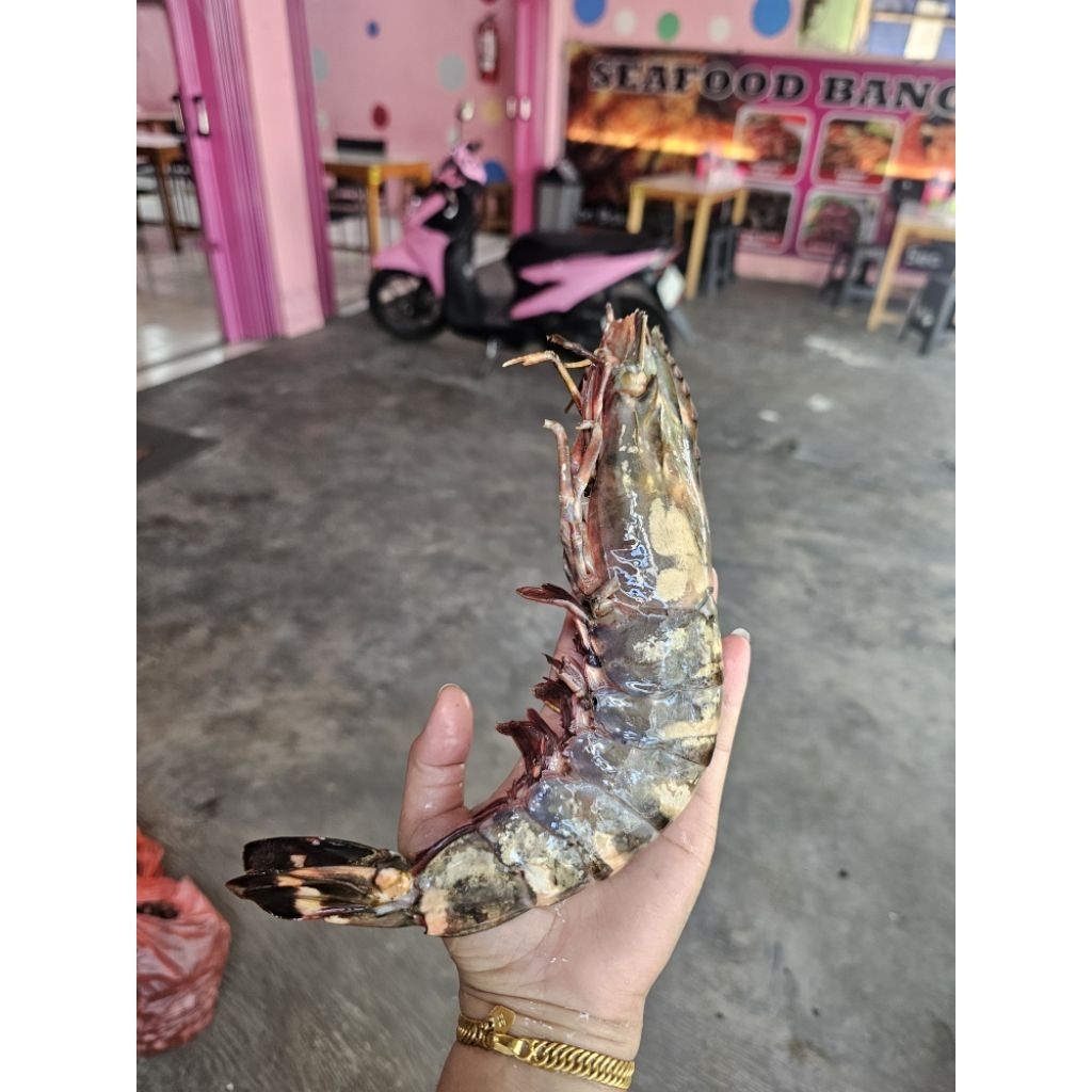 UDANG TIGER LAUT JUMBO 5-10 EKOR