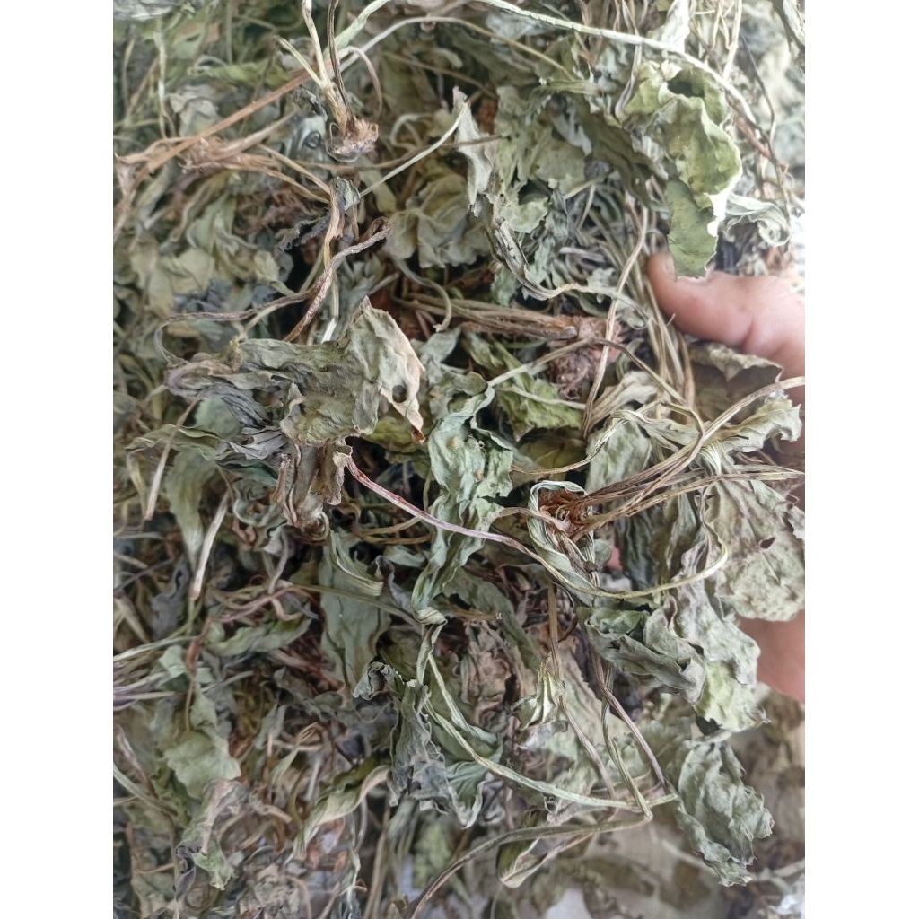 daun ki urat kering daun sendok kering per 250gram
