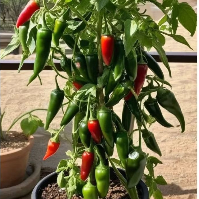 PROMO TANAMAN HIAS POHON CABE RAWIT HIJAU BULAT DEWASA SIAP BERBUAH/tanaman cabe rawit hijau bulat s