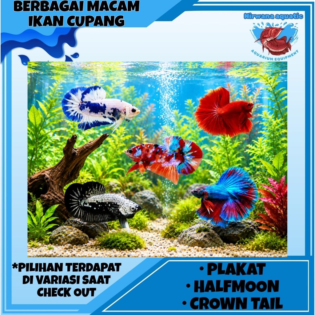 (INSTAN) BERBAGAI IKAN CUPANG PLAKAT - HALFMOON - CROWNTAIL (BLUE RIM, BLACK SAMURAI, GALAXY, HALFMO