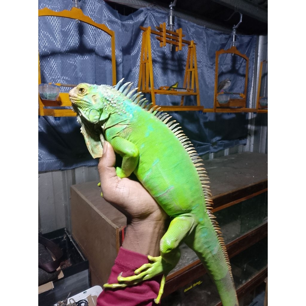 GREEN IGUANA JUVE