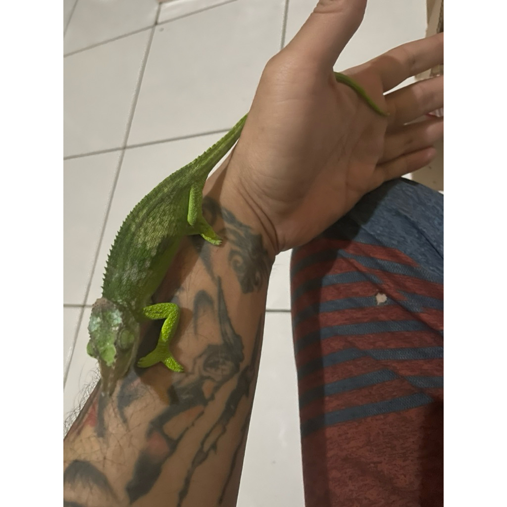 fischer chameleon SOLD TOLONG DI BACA