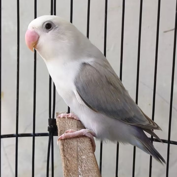 Burung Lovebird Paud Mutasi Biola Warna Palid-Aqua-Euwing Usia 3 bulan Sehat Mulus
