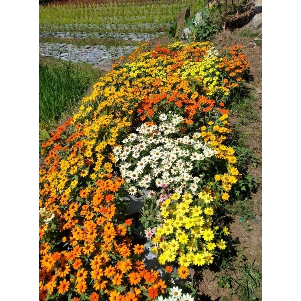 zinnia zahara atau zinnia mini