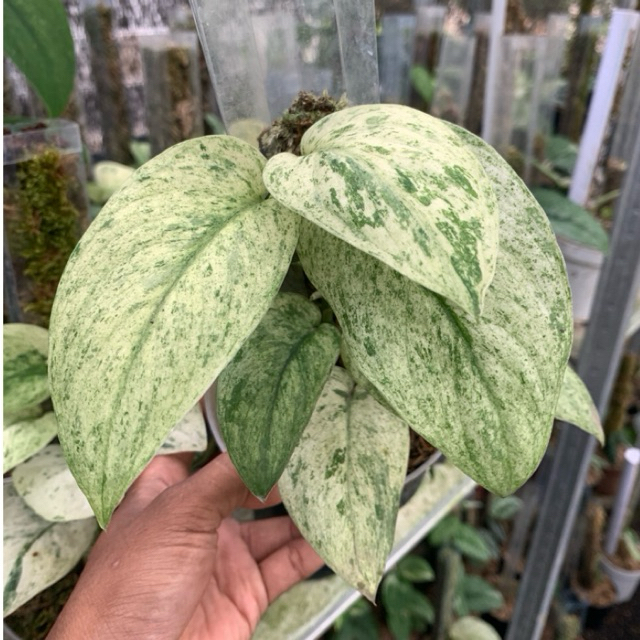 Scindapsus marble queen (Dijamin ORI)