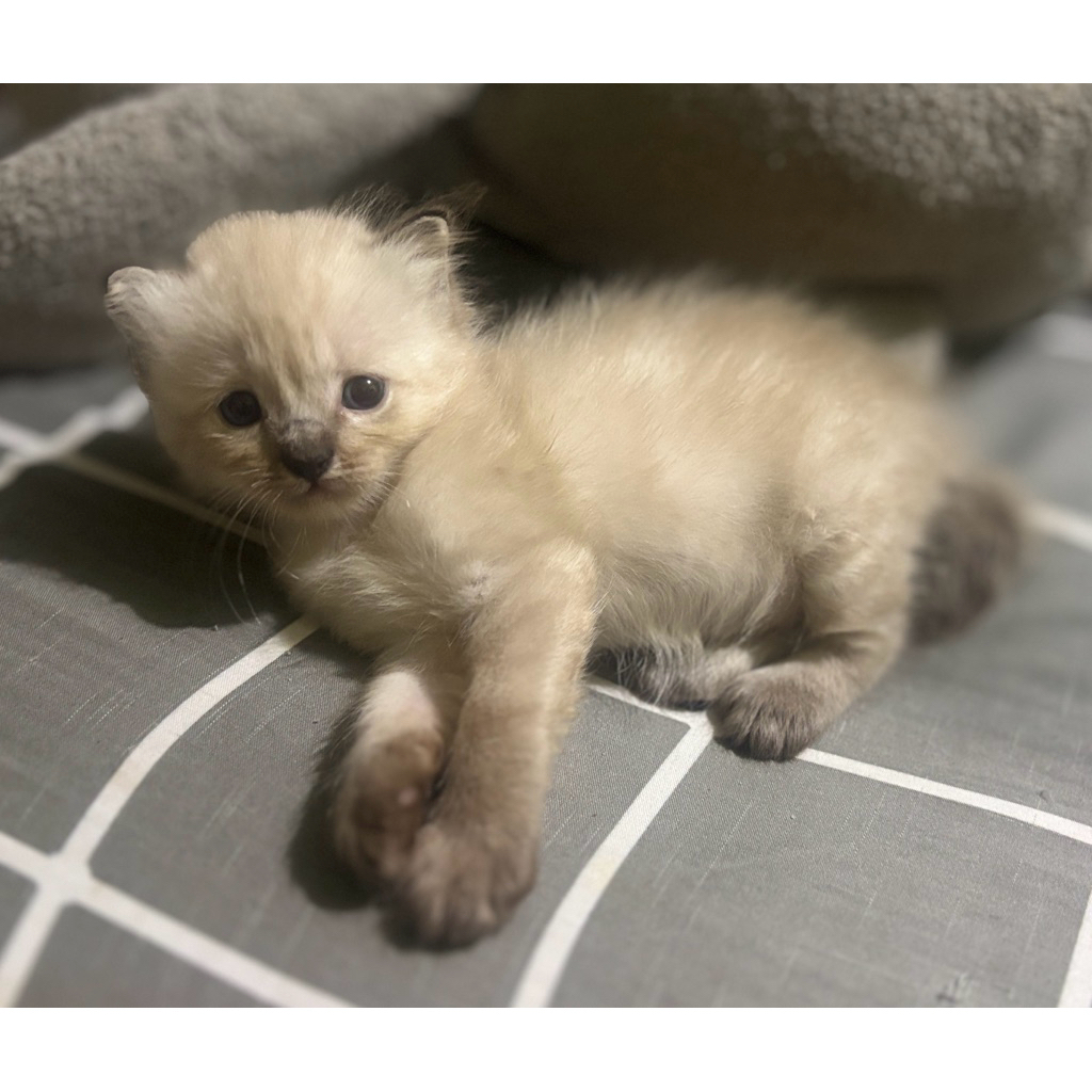 Kucing Persia | Kucing Himalaya Jantan Kucing Persia Himalaya
