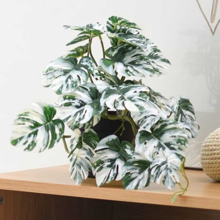 INFORMA TANAMAN ARTIFICIAL MONSTERA ALBINO L3// INFORMA TANAMAN HIAS// ARTIFICIAL MONSTERA