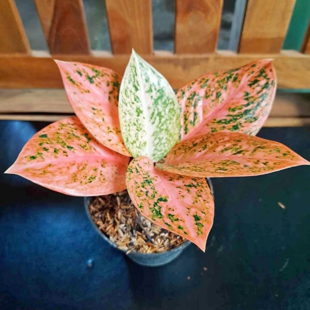 AGLAONEMA STARDUST ORANGE