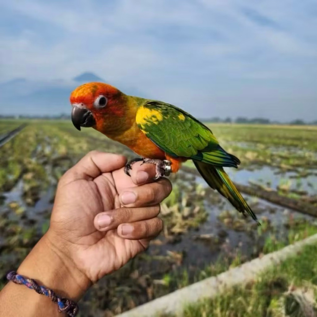 Telur SunConure FERTIL SIAP TETAS INDUKAN JINAK