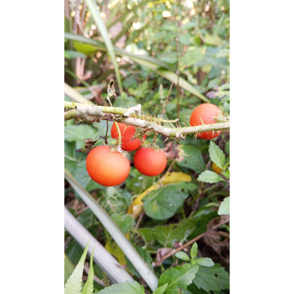 Terong pari hutan/ terong esrot 100gr