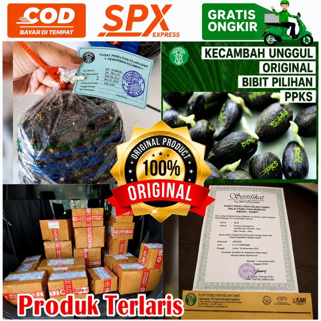 PPKS DXP YANGAMBI UNGGUL DAPAT SERTIFIKAT