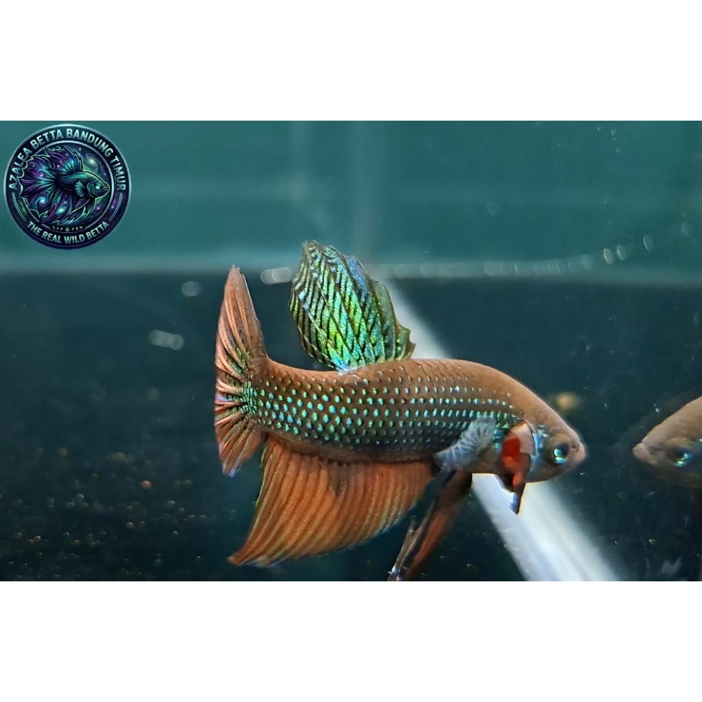 Wild Betta Smaragdina Guitar Lime Green Spade Tail Size L