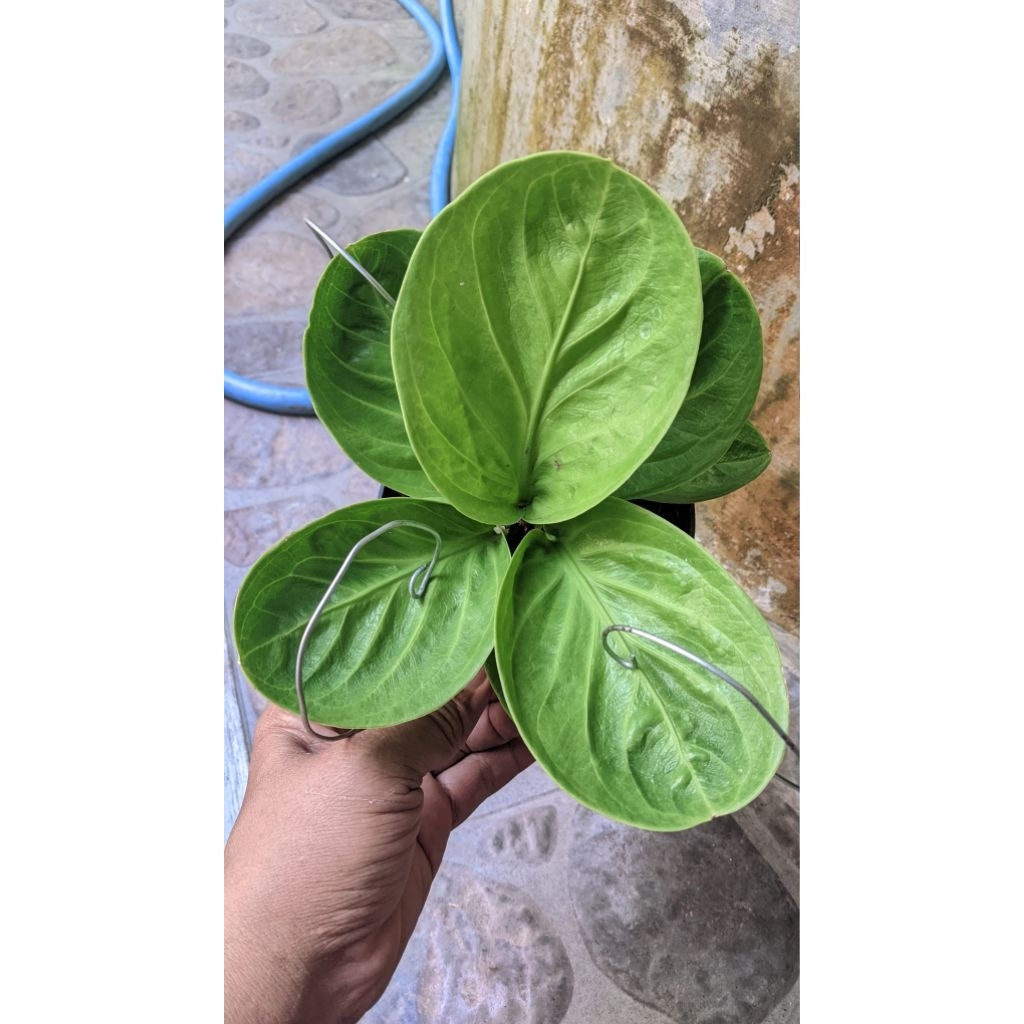 Anthurium Jemani Mangkok RASPUTIN