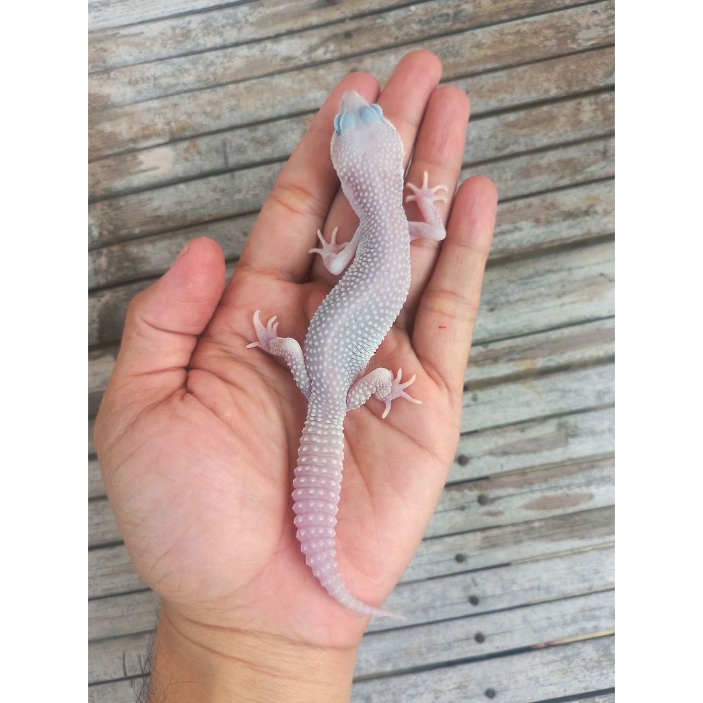 MAINAN GECKO PIED BLIZZARD JUVENILE UP SESUAI FOTO